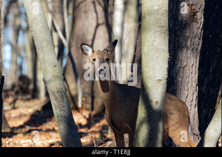 Weißwedelhirsche, natürlichen Szene, Hinweis im Winter Forest Stockfoto