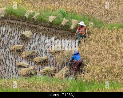 Frauen, die in einem Reisfeld, Yuanyang, Yunnan, Südwesten Chinas Stockfoto