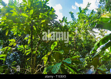 Jozani Forest Sansibar Tansania Stockfoto