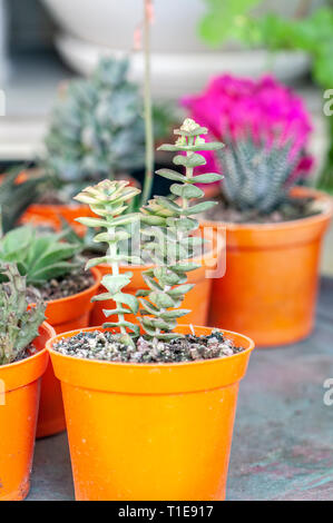 Anzeige von Sukkulenten Topfpflanzen Zimmerpflanzen Stockfoto