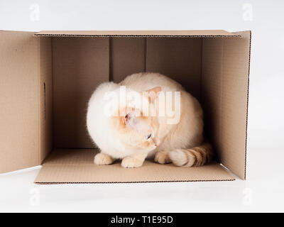 Ingwer tomcat liegen in der Papier, Karton mit einer Katze auf weißem Hintergrund. Stockfoto