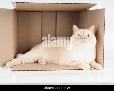 Ingwer tomcat liegen in der Papier, Karton mit einer Katze auf weißem Hintergrund. Stockfoto