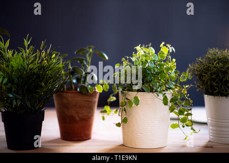 Pflanzen in Blumentöpfen auf dem Schreibtisch gegen den dunklen Hintergrund. Ein Anlauf von Blumengeschäft Geschäft. Stockfoto