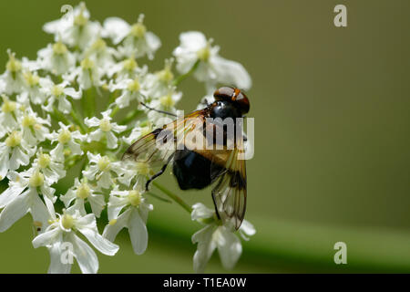 Großen Pied Hoverfly (Volucella Pellucens), auf Bärenklau Stockfoto