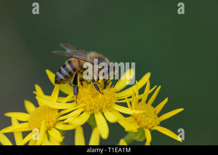 Honigbiene (Apis mellifera), Arbeiter Fütterung auf Ragwort Blume Stockfoto