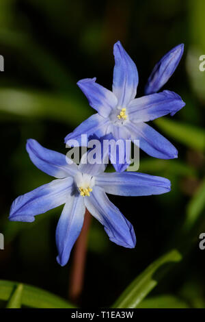 Sibirische Blausterne (Scilla Siberica), Blumen Stockfoto