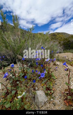 Joshua Tree, Kalifornien, USA. 21 Mär, 2019. Kalifornien bluebells in Joshua Tree National Park während der wildflower superbloom nach einem Winter mit heftigen Regenfällen. Kühles Wetter und starke Regenfälle die perfekte Bedingungen für die Wiedergeburt der Wildblumen im unteren Erhöhungen der Joshua Tree National Park in San Bernardino County und in anderen Bereichen des südlichen Kalifornien geschaffen hat. Credit: Stan Sholik/ZUMA Draht/Alamy leben Nachrichten Stockfoto