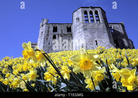 UK Wetter: Warkworth Burgen Große Turm in Northumberland mit Narzissen im Frühjahr kommt in ganz Großbritannien. DavidWhinham/Alamy leben Nachrichten Stockfoto