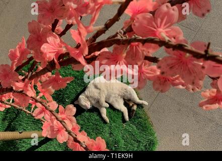 Peking, China. 13 Mär, 2019. Foto mit einem Handy aufgenommen zeigt eine Katze auf dem Boden liegend in Peking, der Hauptstadt von China, 13. März 2019. Credit: Fei Maohua/Xinhua/Alamy leben Nachrichten Stockfoto