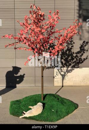 Peking, China. 13 Mär, 2019. Foto mit einem Handy aufgenommen zeigt einen Mann Fotos von einer Katze in Peking, der Hauptstadt von China, 13. März 2019. Credit: Fei Maohua/Xinhua/Alamy leben Nachrichten Stockfoto