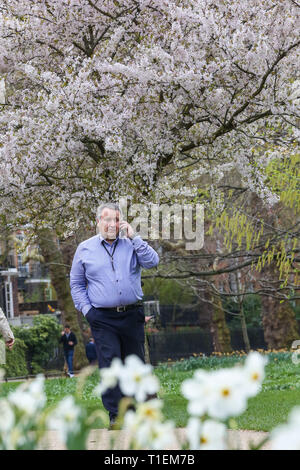 St James's Park, London, UK. 26 Mär, 2019. Kirschblüten, wie sie im St James's Park blühen. Nach dem Met Office, überdurchschnittliche Temperaturen während der ganzen Woche wird voraussichtlich bei Großbritannien wird ein wärmer als üblich. Credit: Dinendra Haria/Alamy leben Nachrichten Stockfoto