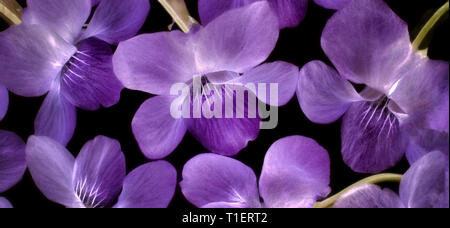 In der Nähe von violetf wildlowers. Oregon Stockfoto