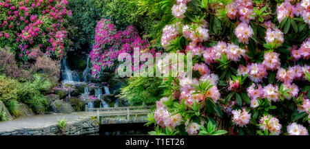 Rhododendren, Teich und Wasserfall mit kleinen Brücke. Crystal Springs Rhododendron Gardens, Oregon Stockfoto