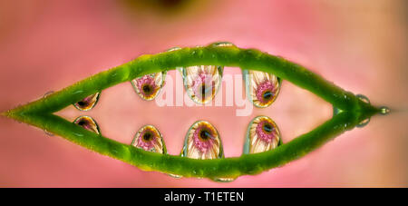 Die gerbera Blume gebrochen in Wasser fällt. Oregon Stockfoto