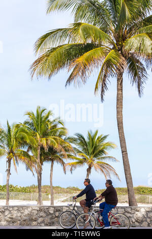 Miami Beach, Florida, Lummus Park, Pfad, Erwachsene Erwachsene Männer Männer, Radfahren, Fahrräder, Kokospalmen, Korallenmauer, Zugang zum Strand, Dünen, kein Helm, Stockfoto