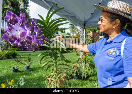 Miami Beach Florida, Botanischer Garten, Tour of, Miami Beach, Gärten, Gartenbau, Gartenarbeit, Schwarze Frau weibliche Frauen, Hut, Orchidee, Pflanzen, Blume, Blume, Verkauf, Stockfoto