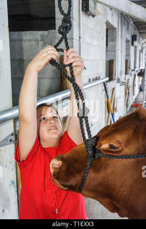 Miami Florida, Kendall, Tropical Park, Miami International Agriculture & Cattle Show, Zucht, Viehhandel, Agrargeschäft, Mädchen, Jüngere, weibliche Kuh Stockfoto