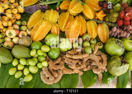 Miami Florida, Kendall, Tropical Park, Miami International Agriculture & Cattle Show, Fruit & Spice Park, Ausstellungsausstellung Sammlung Gartenbau, exotisch Stockfoto