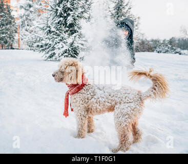 Schneeballschlacht Spaß mit Pet und seinen Besitzer in den Schnee. Winterurlaub Emotion. Nette Pfütze Hund und Mann spielt und läuft in den Wald. Film Filter Stockfoto