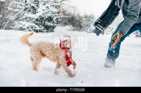 Schneeballschlacht Spaß mit Pet und seinen Besitzer in den Schnee. Winterurlaub Emotion. Nette Pfütze Hund und Mann spielt und läuft in den Wald. Film Filter Stockfoto