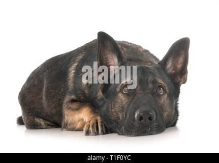 Graue Schäferhund vor weißem Hintergrund Stockfoto