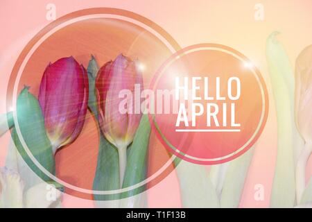 Banner hallo April. Hallo Frühling. Der zweite Monat des Frühlings. Karte Hallo Neuer Monat Willkommen Stockfoto