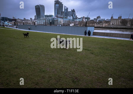 London, Großbritannien: zwei Hunde spielen und holen eine Kugel. Stockfoto