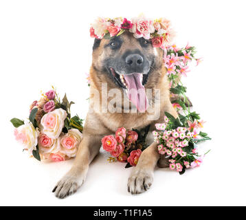 Belgischer Schäferhund vor weißem Hintergrund Stockfoto