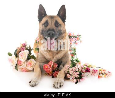 Belgischer Schäferhund vor weißem Hintergrund Stockfoto