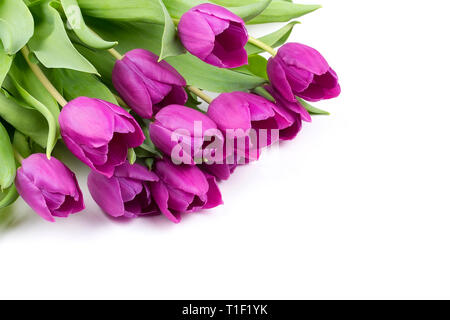 Frisches lila Tulpen Stockfoto