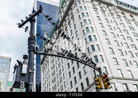 Vielzahl von Tauben, die auf einer Ampel neben Grand Army Plaza in Manhattan, New York City, USA Stockfoto