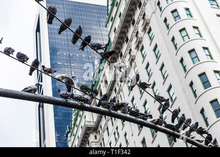 Vielzahl von Tauben, die auf einer Ampel neben Grand Army Plaza in Manhattan, New York City, USA Stockfoto