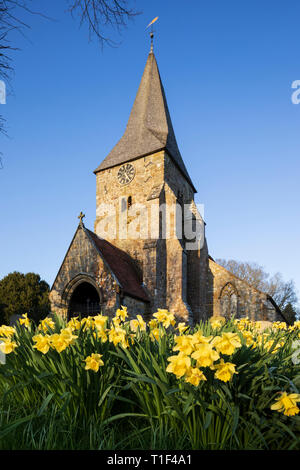 West vor St Bartholomews church mit Frühling Narzissen in der Abendsonne, Burwash, East Sussex, England, Vereinigtes Königreich, Europa Stockfoto