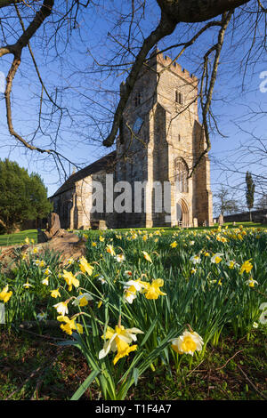 West vor der Hl. Jungfrau Maria Kirche mit Frühling Narzissen im Nachmittag Sonnenschein, Battle, East Sussex, England, Vereinigtes Königreich, Europa Stockfoto