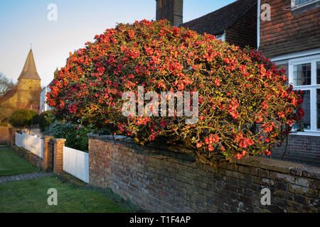 Japanische Quitte (Maule, Quitte, Chaenomeles japonica) im Dorf Garten wachsenden, East Sussex, England, Vereinigtes Königreich, Europa Stockfoto