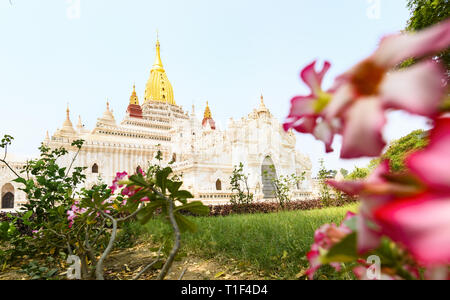 (Selektive Fokus) einen atemberaubenden Blick auf die wunderschöne Ananda Tempel im Hintergrund und einige Pink frangipani Blüten im Vordergrund. Stockfoto