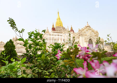 (Selektive Fokus) einen atemberaubenden Blick auf die wunderschöne Ananda Tempel im Hintergrund und einige Pink frangipani Blüten im Vordergrund. Stockfoto