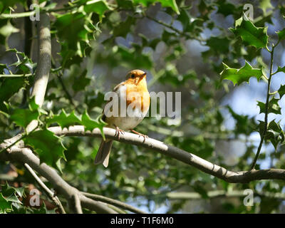 Freche Robin - Erithacus rubecula auf einem Zweig in den Garten gehockt Stockfoto