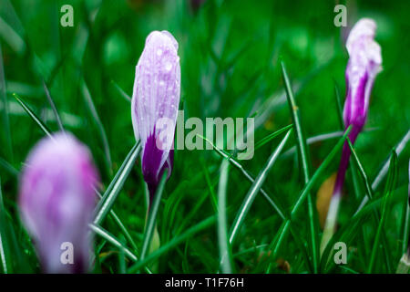 Weißer crocus Blumen Kampf der Winter kalt am Morgen Stockfoto