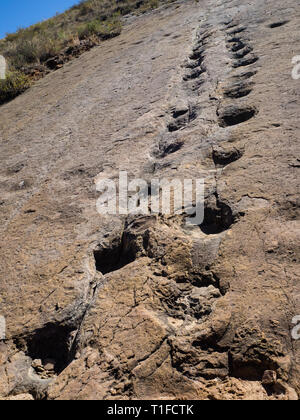 Dinosaur Footprint in Toro Toro, Bolivien. Pflanzenfresser Dinosaurier Stockfoto