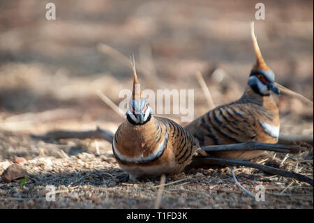 Spinifex tauben Futtersuche, Alice Springs Desert Park Stockfoto