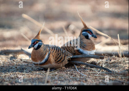 Spinifex tauben Futtersuche, Alice Springs Desert Park Stockfoto