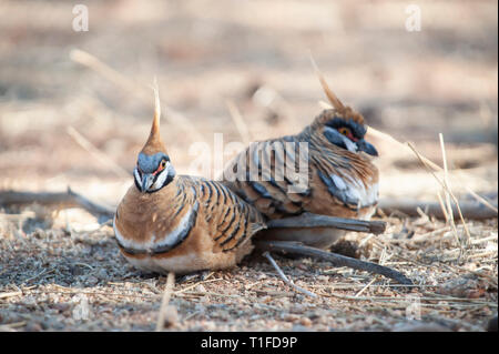 Spinifex tauben Futtersuche, Alice Springs Desert Park Stockfoto