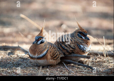 Spinifex tauben Futtersuche, Alice Springs Desert Park Stockfoto