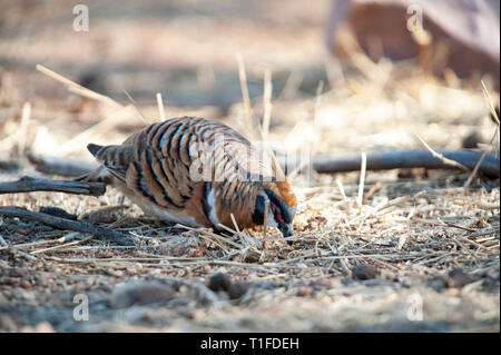 Spinifex tauben Futtersuche, Alice Springs Desert Park Stockfoto