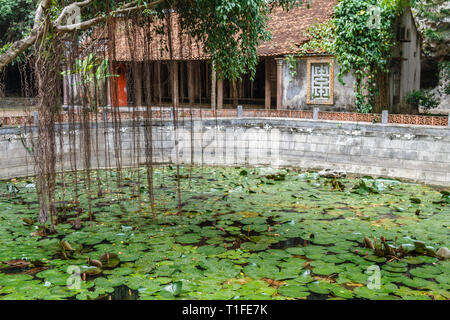 Seerosen in einem Teich in Ninh Binh, Northern Vietnam Stockfoto