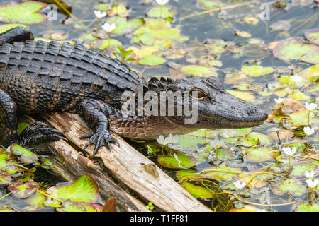 Mittelständische amerikanische Alligator ruht auf Log in Lily Pond in den Everglades National Park in Florida mit Blumen und Lily Pads angezeigt gator Details Stockfoto