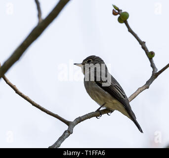 Asiatische Braun Schopftyrann (Muscicapa latirostris) auf Baum im Park. Stockfoto