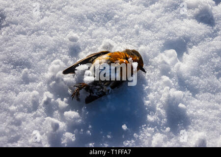 Ein rotkehlchen (erithacus Rubecula) hat während der kalten Wetter eine liegt auf Schnee mit einem kleinen Streuung über es gestorben Stockfoto