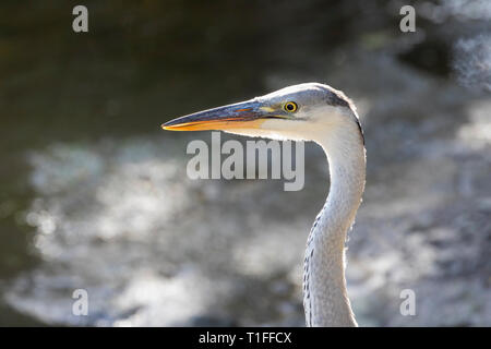 Juvenile Graureiher Ardea cinerea, am Leidam, Montagu, Western Cape, Südafrika im Sommer, in der Nähe Seitenansicht headshot im natürlichen Lebensraum Stockfoto